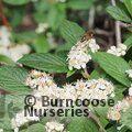 COTONEASTER franchetii  