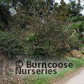 COTONEASTER franchetii  