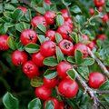 Photo of Cotoneaster   