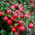 COTONEASTER horizontalis  