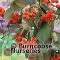 COTONEASTER lacteus  