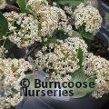 COTONEASTER lacteus  