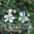 COTONEASTER microphyllus  