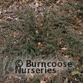 COTONEASTER microphyllus  