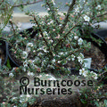 COTONEASTER microphyllus  