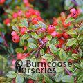 COTONEASTER x suecicus 'Skogholm'  