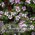 COTONEASTER x suecicus 'Skogholm'  