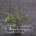 COTONEASTER x suecicus 'Skogholm'  