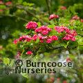 CRATAEGUS laevigata 'Paul's Scarlet' 