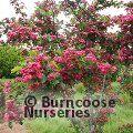 CRATAEGUS laevigata 'Paul's Scarlet' 