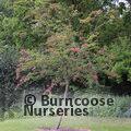 CRATAEGUS laevigata 'Paul's Scarlet' 