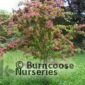 CRATAEGUS laevigata 'Crimson Cloud' 
