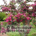 CRATAEGUS laevigata 'Rosea Plena' 