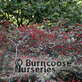 CRATAEGUS x grignonensis  