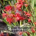 CROCOSMIA 'Emberglow'  