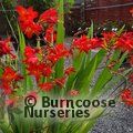 CROCOSMIA   