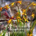 CROCOSMIA 'George Davison'  