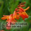 CROCOSMIA 'Harlequin'  