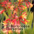 CROCOSMIA 'Harlequin'  