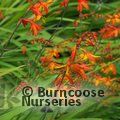 CROCOSMIA 'Harlequin'  
