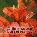CROCOSMIA 'Okavango'  