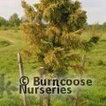 CRYPTOMERIA japonica 'Golden Promise' 