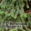 CUNNINGHAMIA   
