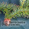 CUNNINGHAMIA   