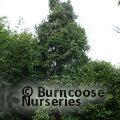 CUNNINGHAMIA   