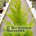 Small image of CUPRESSUS