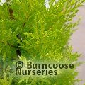 CUPRESSUS macrocarpa 'Wilma' 