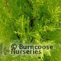CUPRESSUS macrocarpa 'Wilma' 