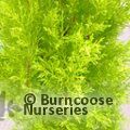 CUPRESSUS macrocarpa 'Wilma' 