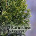 Small image of CUPRESSUS