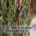 CUPRESSUS sempervirens 'Stricta' 