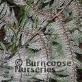 CYATHEA dealbata  