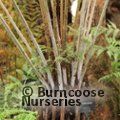 CYATHEA dealbata  
