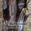 Small image of Black tree fern