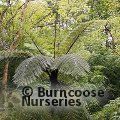 CYATHEA medullaris  