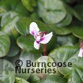 CYCLAMEN coum 'Album' 