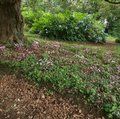 CYCLAMEN hederifolium  