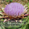 CYNARA cardunculus  