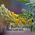 Small image of ARGYROCYTISUS