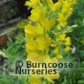 Small image of GENISTA