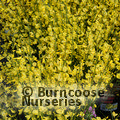 CYTISUS x praecox 'Allgold' 