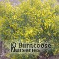 CYTISUS x praecox 'Allgold' 