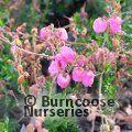 HEATHERS Daboecia cantabrica 'Rosella' 