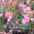 HEATHERS Daboecia cantabrica 'Rosella' 