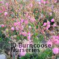 HEATHERS Daboecia cantabrica 'Rosella' 