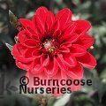 DAHLIA 'Bishop of Llandaff  